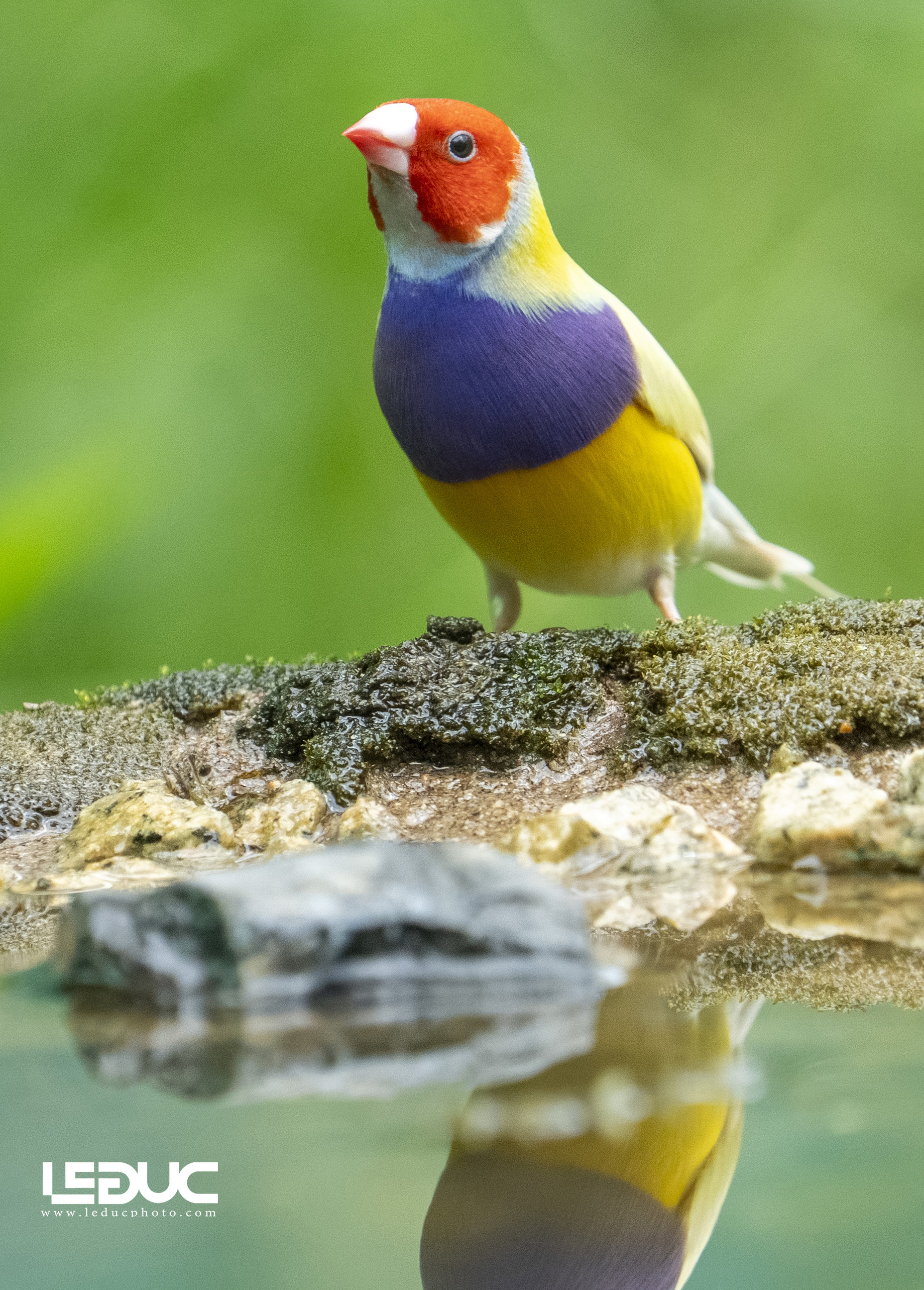 Chim sẻ 7 màu úc (4)